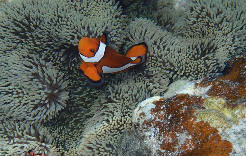 ����݂̒u���_�C�G�b�g�X���[�W�[�b�h�{���M�b�V���I�y�t���[�c�X���[�W�[�_�C�G�b�g�z
���T�C�g